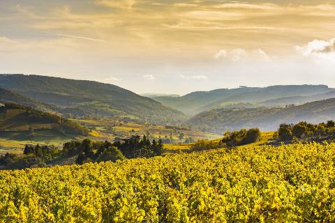 Ophorus Tours - 4-Day Private Burgundy Wine Tour Package - Dijon - 5* Hotel