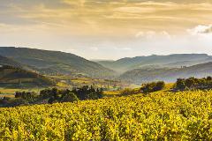 Ophorus Tours - 4-Day Private Burgundy Wine Tour Package - Dijon - 5* Hotel