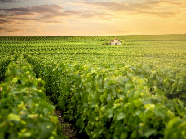 Ophorus Tours - 4-Day Private Champagne Package - Reims - 5* Hotel