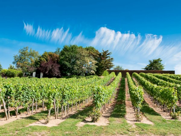 Ophorus Tours - 4-Day Private Loire Valley Package - 4* Hotel