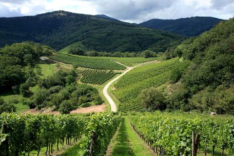 Ophorus Tours - 4-Day Small Group Alsace Package - Colmar - 5* Hotel
