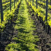 Ophorus Tours - Discover Saint-Émilion's Finest: Grand Cru Chateau, Gourmet Lunch & Monuments