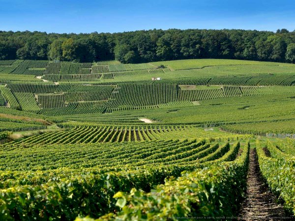 Ophorus Tours - Dom Pérignon Prestige Tasting: Private Moët & Chandon Tour