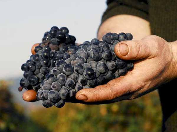 Ophorus Tours - Experience Burgundy Wines: Private Day Trip by Train from Paris