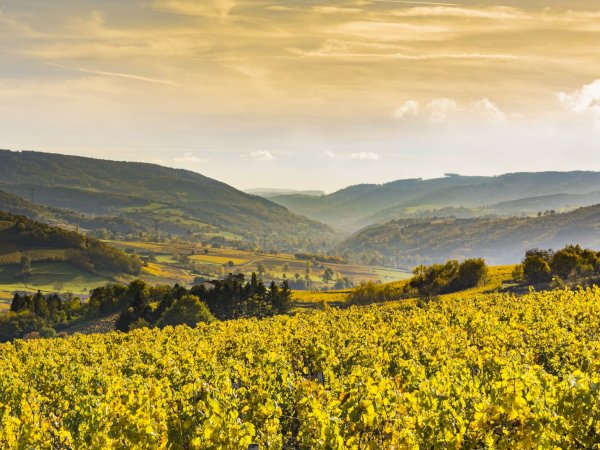 Ophorus Tours - Experience Burgundy Wines: Private Day Trip by Train from Paris