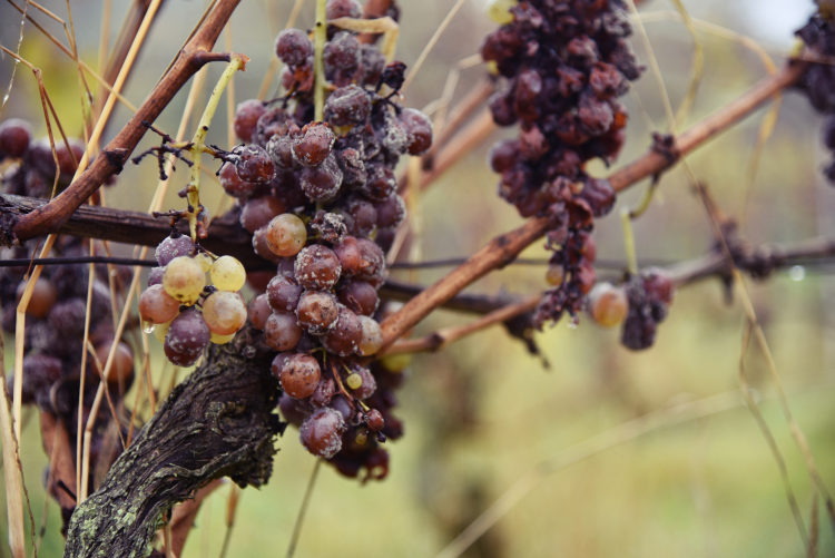 Ophorus Tours - Private Château d'Yquem & Caviar Pairing Tour from Bordeaux
