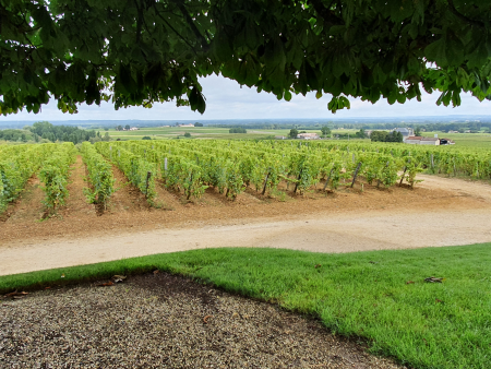 Ophorus Tours - Private Château d'Yquem & Caviar Pairing Tour from Bordeaux
