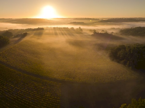 Ophorus Tours - Experience Sauternes Prestige: Château d'Yquem & Château Guiraud Wine Tour