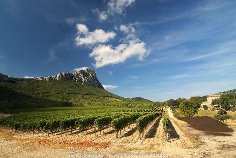 Ophorus Tours - From Montpellier Languedoc Wine Tour half-day trip