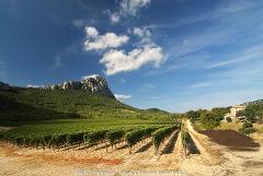 Ophorus Tours - From Montpellier Languedoc Wine Tour half-day trip