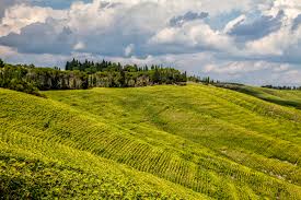 Ophorus Tours - From Montpellier Private Languedoc Wine Tour half-day