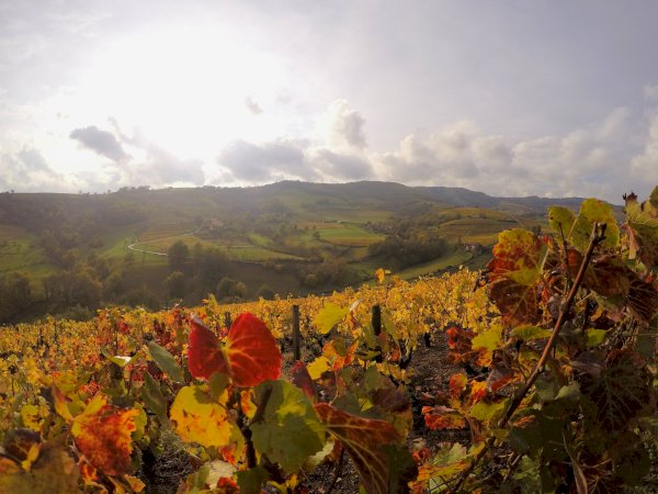 Ophorus Tours - Beaujolais Highlights: Half-Day Wine Experience from Lyon