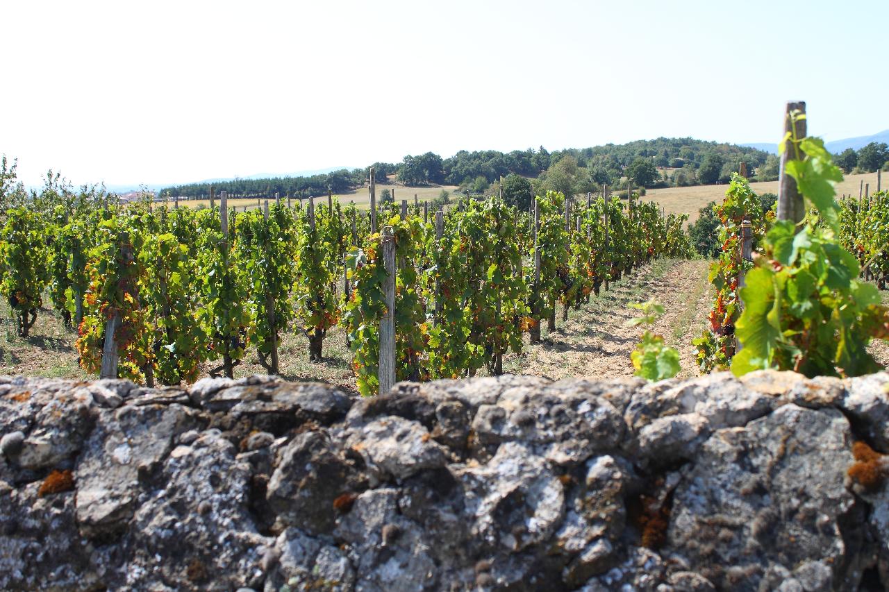 Ophorus Tours - Beaujolais Highlights: Half-Day Wine Experience from Lyon