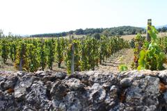 Ophorus Tours - Beaujolais Highlights: Half-Day Wine Experience from Lyon