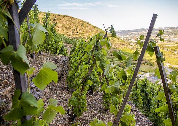 Ophorus Tours - Beaujolais Highlights: Half-Day Wine Experience from Lyon