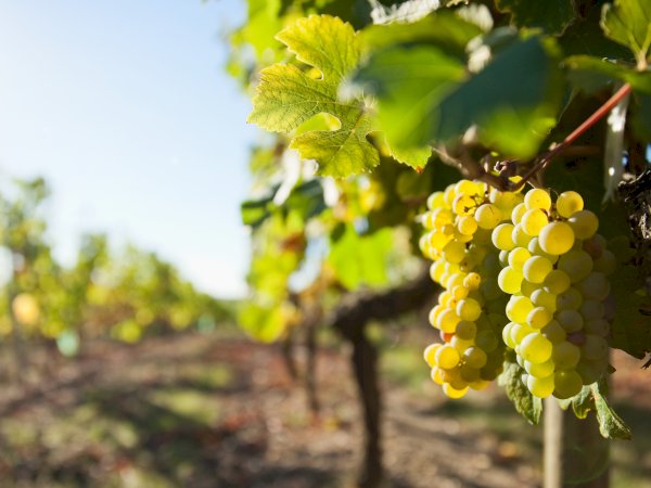 Ophorus Tours - Beyond Reims: Private Champagne Tour with Epernay Visit