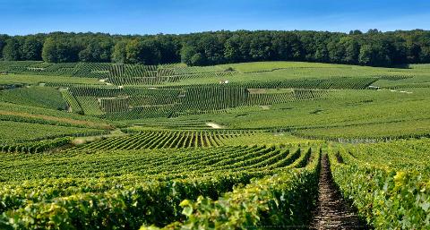 Ophorus Tours - 4-Day Small Group Champagne Package - Reims - 4* Hotel