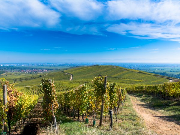 Ophorus Tours - 5-Day Private Alsace Package - Strasbourg - 5* Hotel