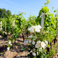 Scenic drive to the Médoc