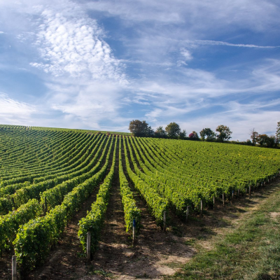 First château visit & tasting