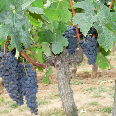 Third winery visit & final tasting