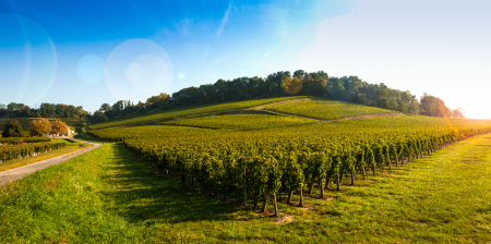 Ophorus Tours - Medoc Wine Immersion Full day Bordeaux Vineyard Tour