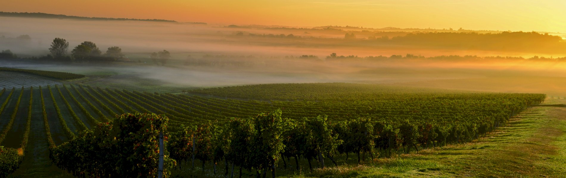 Ophorus Tours - Medoc Wine Immersion Full day Bordeaux Vineyard Tour
