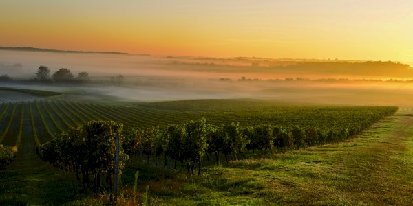 Ophorus Tours - Medoc Wine Immersion Full day Bordeaux Vineyard Tour