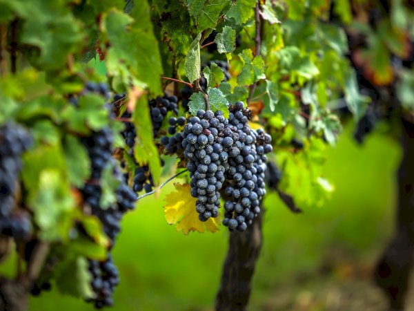 Ophorus Tours - 5-Day Private Grands Crus Bordeaux Wine Tour Packages - 3* Hotel