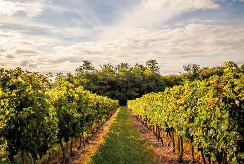 Ophorus Tours - 5-Day Private Grands Crus Bordeaux Wine Tour Packages - 3* Hotel