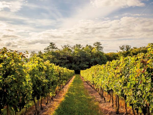 Ophorus Tours - 5-Day Private Grands Crus Bordeaux Wine Tour Packages - 3* Hotel