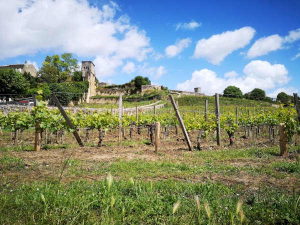 Ophorus Tours - Bordeaux to Saint-Emilion: Private Wine Tastings & Monuments Tour