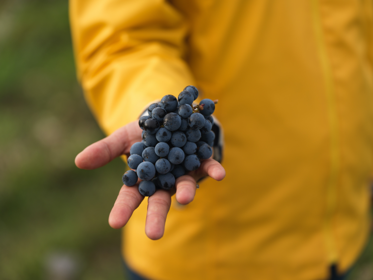 Ophorus Tours - Explore Medoc Wineries: Private Shore Trip from Le Verdon