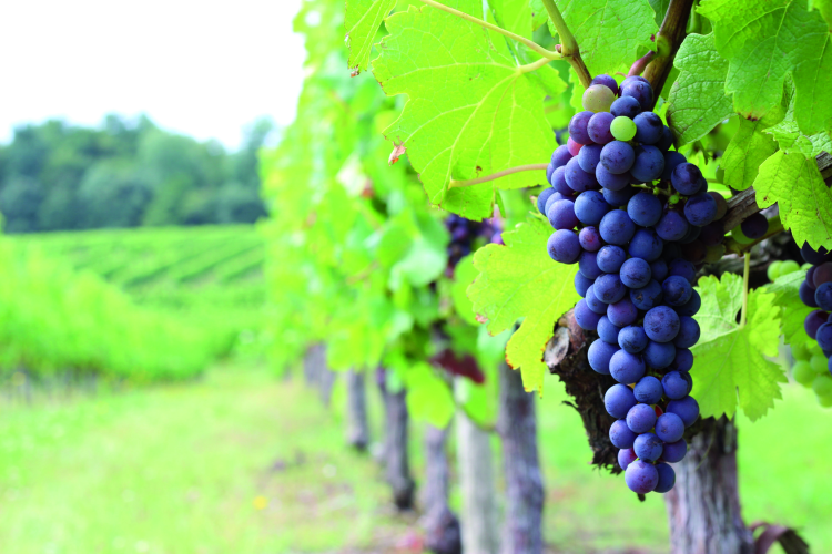 Ophorus Tours - Explore Medoc Wineries: Private Shore Trip from Le Verdon