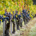 Winery