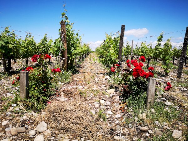 Ophorus Tours - From Pauillac Cruise Port Médoc Wine Tour Private Shore Excursion