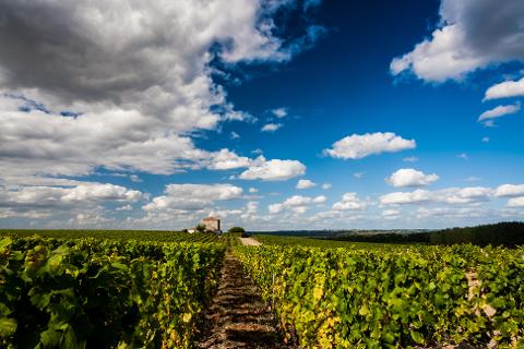 Ophorus Tours - From Pauillac Cruise Port Médoc Wine Tour Private Shore Excursion