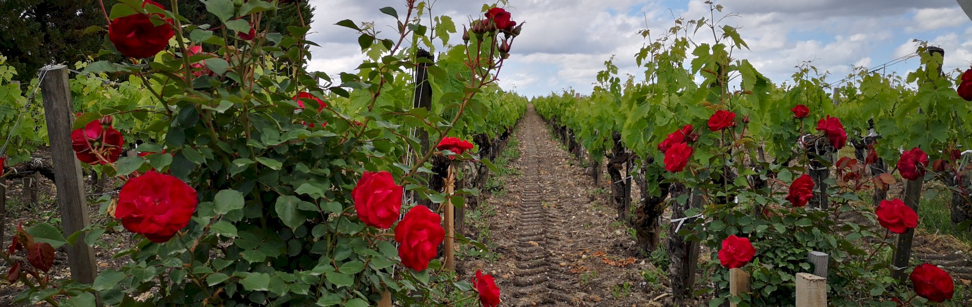 Ophorus Tours - Médoc Wine Tour Small Group Half-Day Trip from Bordeaux
