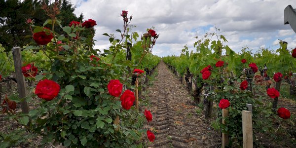 Ophorus Tours - Médoc Wine Tour Small Group Half-Day Trip from Bordeaux