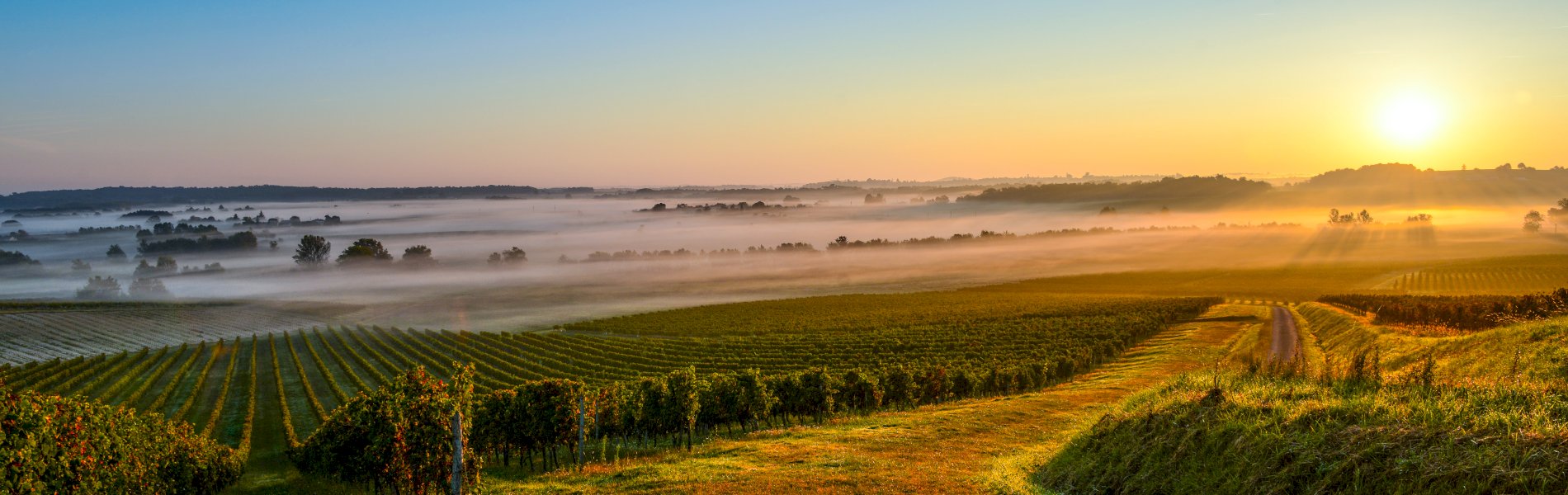 Ophorus Tours - Médoc Wine Tour Small Group Half-Day Trip from Bordeaux
