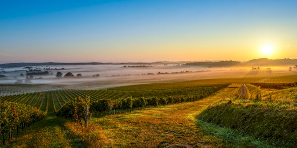Ophorus Tours - Médoc Wine Tour Small Group Half-Day Trip from Bordeaux