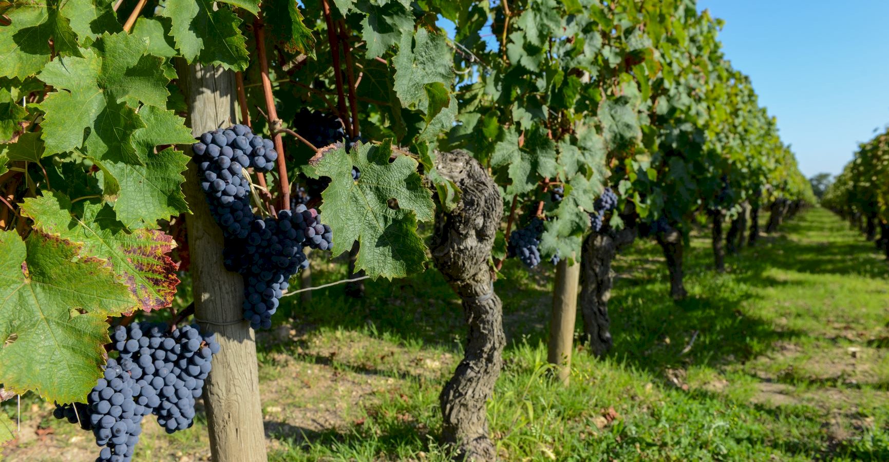 Ophorus Tours - Medoc Wine Exploration Half-Day Bordeaux Vineyard Tour