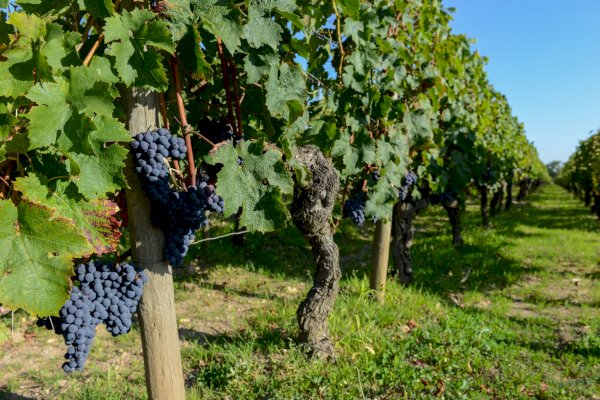 Ophorus Tours - From Bordeaux Medoc Wine Tour Half Day Trip 