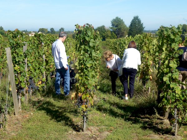Ophorus Tours - Medoc Wine Exploration Half-Day Bordeaux Vineyard Tour