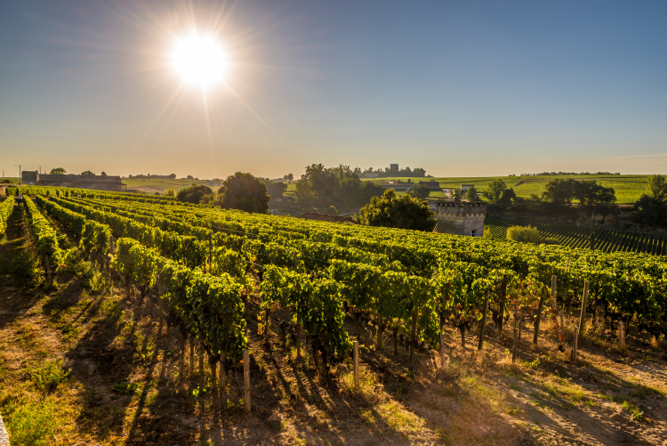 Ophorus Tours - VIP Chateau Cos d'Estournel Private Wine Tour from Bordeaux