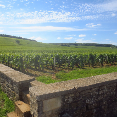 Romanée-Conti, Richebourg, and La Tâche – Vineyard Walk