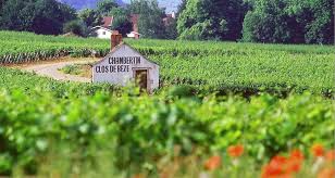 Ophorus Tours - Indulge in Burgundy's Grand Crus: Private Wine Tour from Beaune