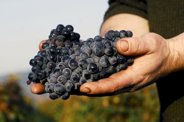 Ophorus Tours - Indulge in Burgundy's Grand Crus: Private Wine Tour from Beaune