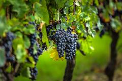 Ophorus Tours - 5-Day Private Grands Crus Bordeaux Wine Tours Package - 4* Hotel