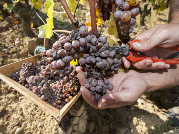 Ophorus Tours - 5-Day Private Grands Crus Bordeaux Wine Tours Package - 4* Hotel